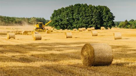 Brown Hay Rolls