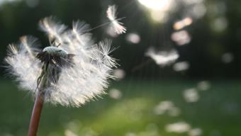 Weiße Löwenzahnblume Flacher Fokus Fotografie